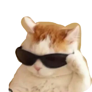 🐱