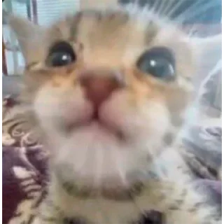 🥺