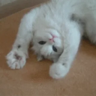 🐱