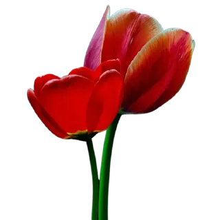 🌷