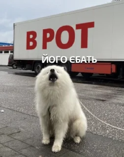 🐕