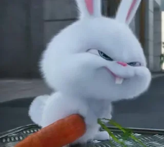 🐰