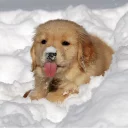 🐶