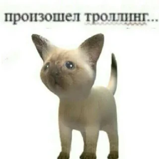 🐈