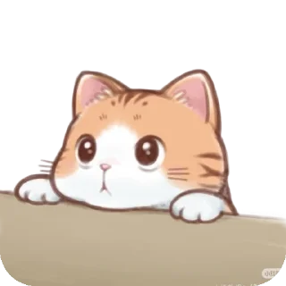 🐱