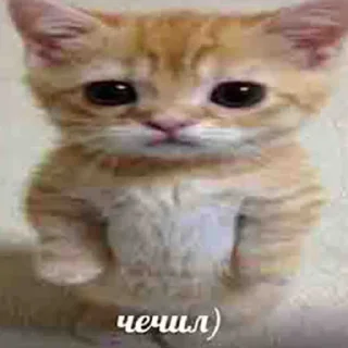😸