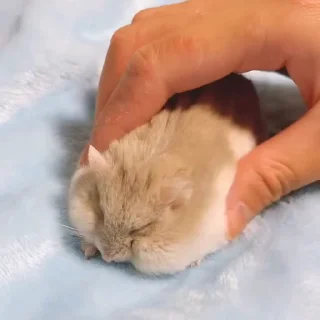 🥟