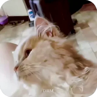 😻