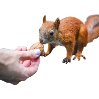 🥜