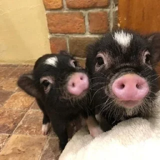 🥰