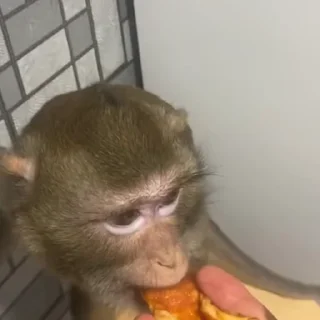 🍕