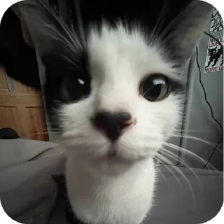 🐱