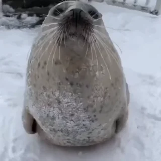 🦭