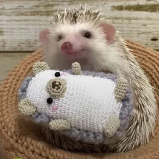 🦔