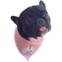Frenchie Sticker Pack