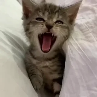 😴