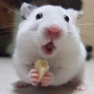 🐹