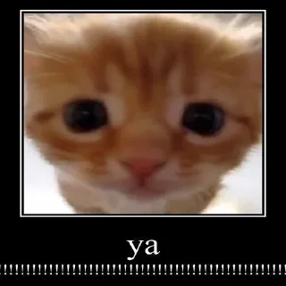 😼