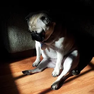 🐶