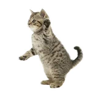 🐱
