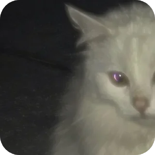 🐱