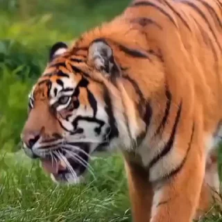 🤩