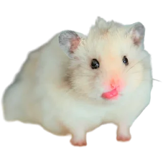 🐹