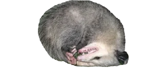 😴