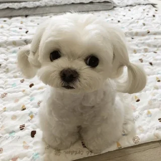 🐶