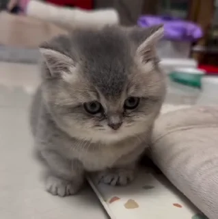 🐱