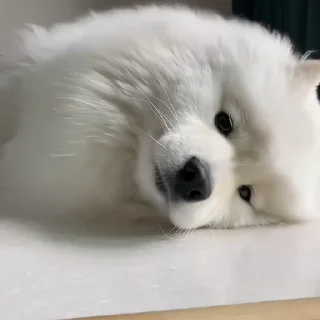 🐶