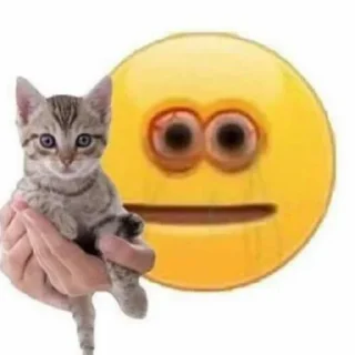 🐱