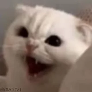 😾
