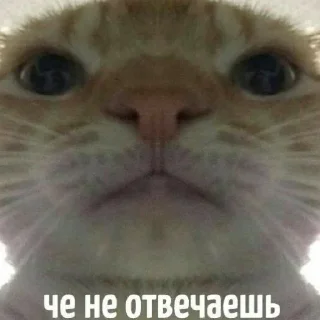😺