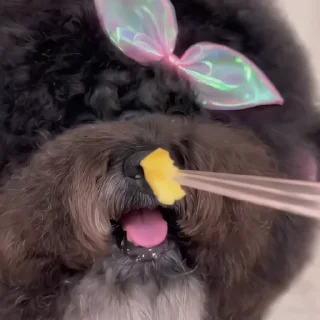 🐶