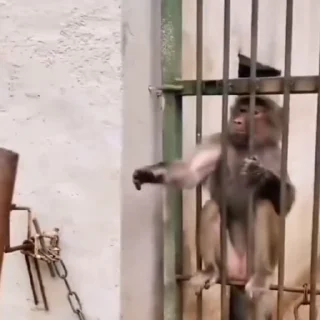 🤩