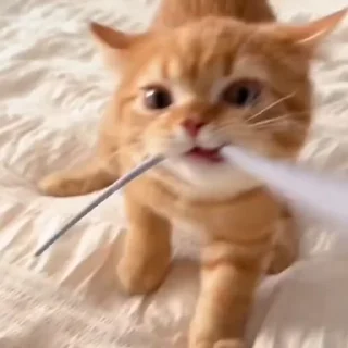 🐈
