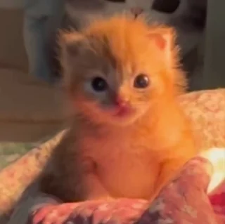 🐈‍⬛