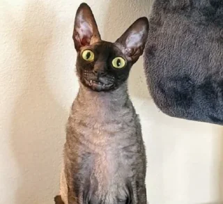 🦇