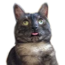 😜
