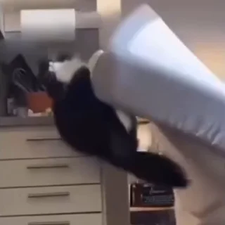🐈