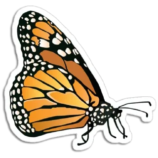 🦋