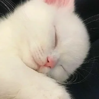 😴