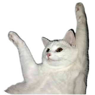 🐱