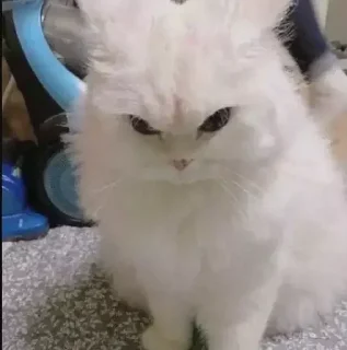 🤬