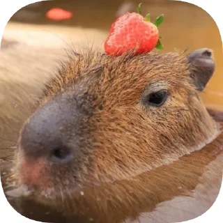 🍓