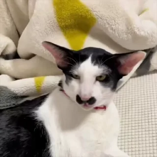 🥸
