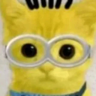 😼
