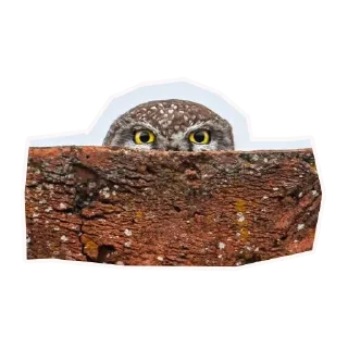🦉