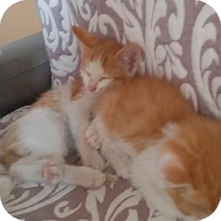 🐱